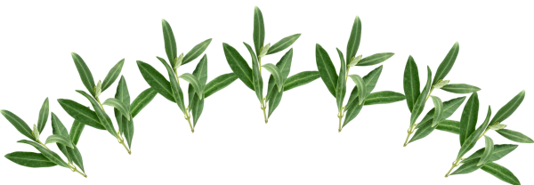 Agricola Chiera Corona Foglie Ulivo